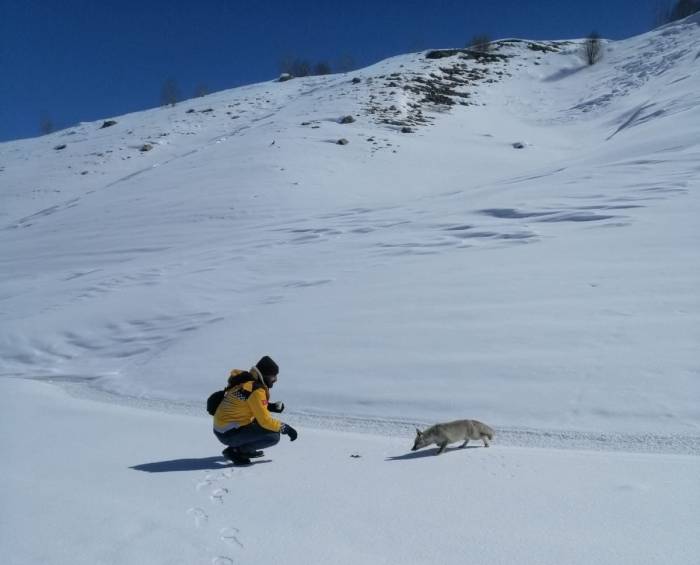 Tilkiyi Tuttukları Balıkla Beslediler