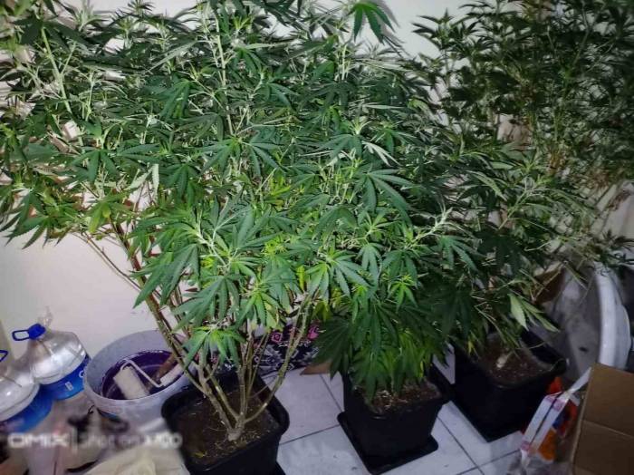 Uyuşturucu Madde İmal Ve Ticareti Suçundan 14 Şüpheli Yakalandı