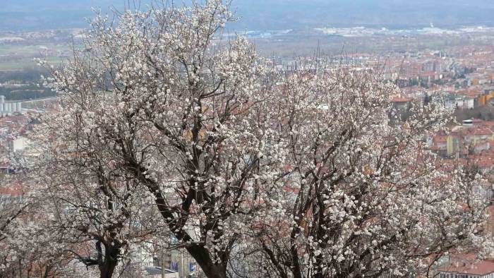 Kütahya’da Badem Ağaçlarının Çiçek Açması Güzel Görüntüler Oluşturdu