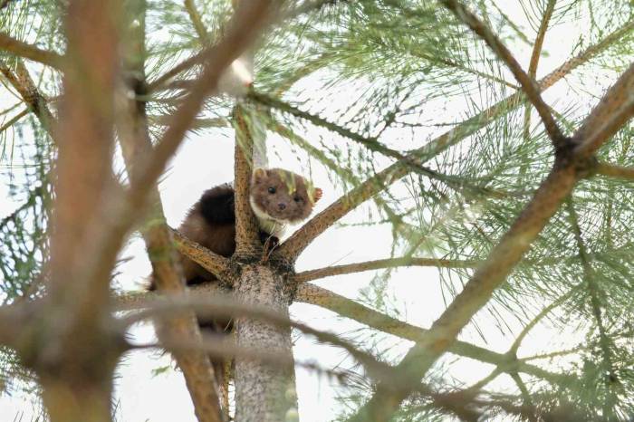 Çatak’ta Okulun Bahçesine Giren Gelincik Heyecan Yaşattı