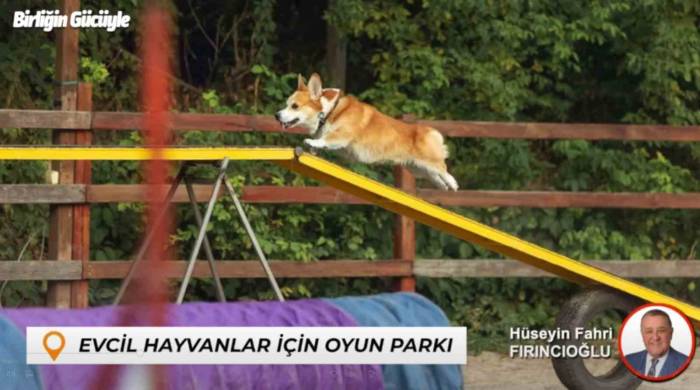 Bartın’da Sokak Hayvanları İçin Yuva Evcil Hayvanlar İçin Oyun Parkı Yapılacak