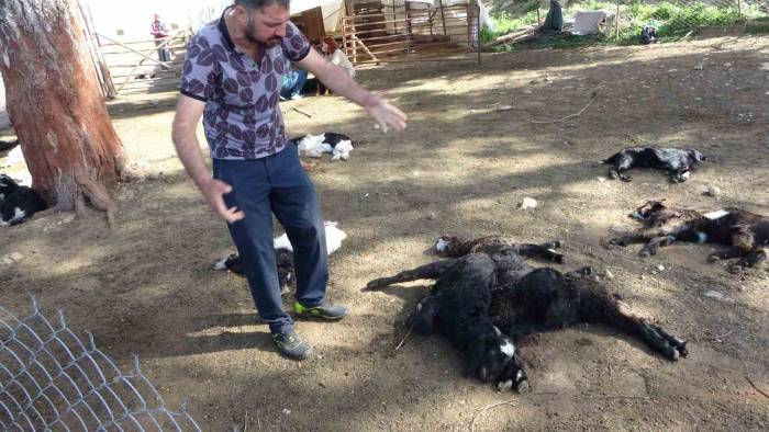 Antalya’da Yasaklı Cins Köpekler Ağıldaki 57 Oğlağı Telef Etti