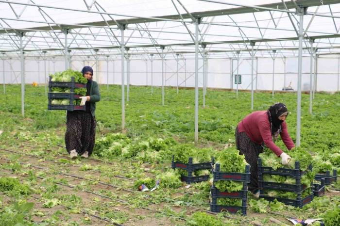 Erzincan’da Seralarda Marul Hasadı Sürüyor