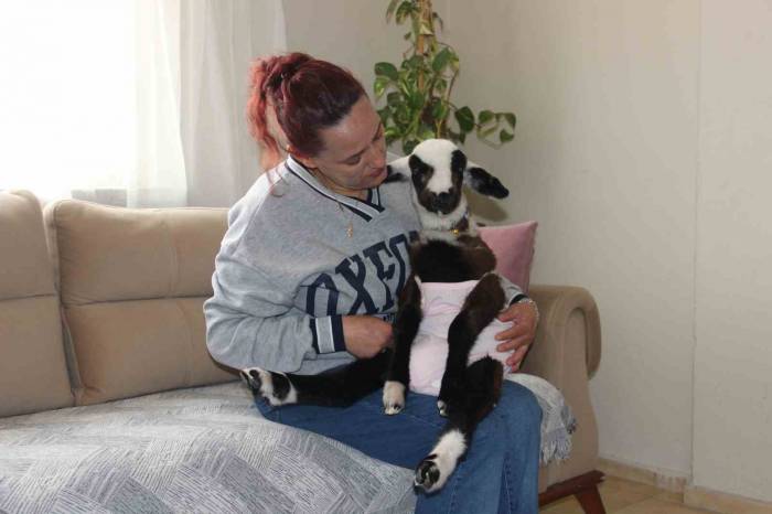 Hasret Kaldığı Bebek Sevgisini Kuzuyla Giderdi