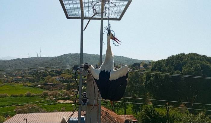 Boynuna İp Dolanan Leylek, Boğulmaktan Son Anda Kurtarıldı