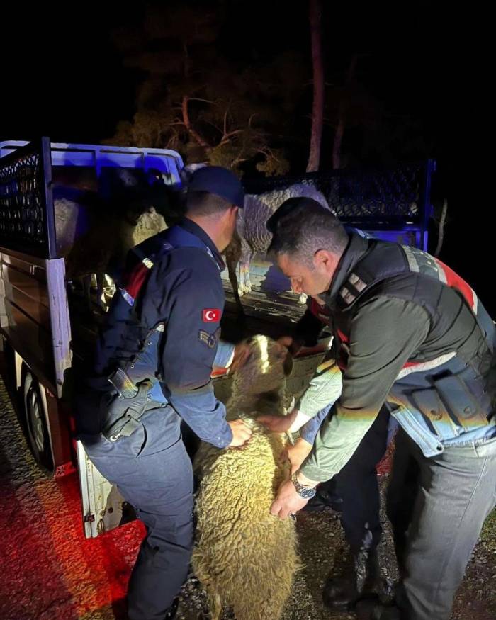 Çalındığı Sanılan 15 Koyunu Jandarma Ekipleri Buldu