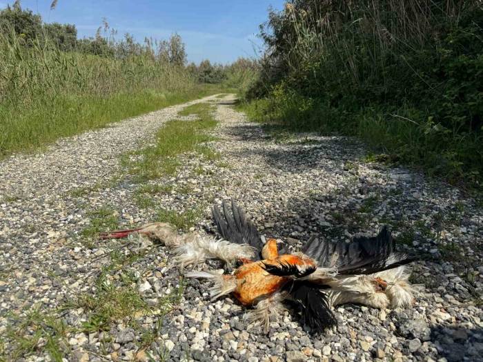 Hatay’da Göç Yolundaki Leylekleri Silahla Vurdular