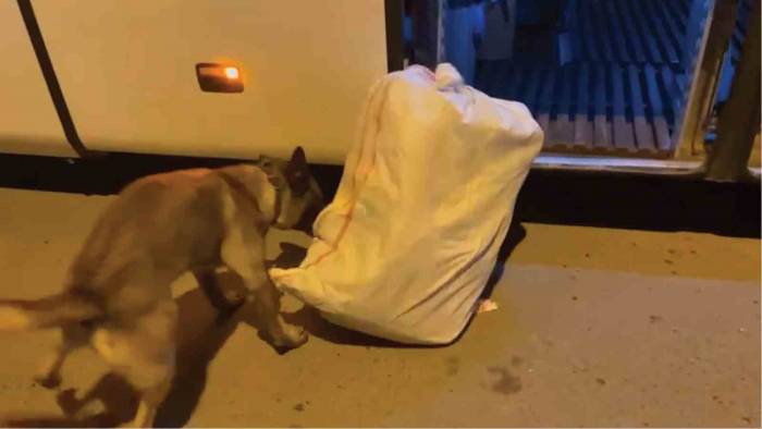 Yolcu Otobüsünde 23 Kilo 794 Gram Skunk Ele Geçirildi