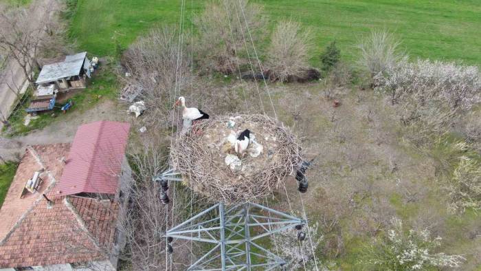 Yuvalarına Dönen Leylekler Kuluçkaya Yattı
