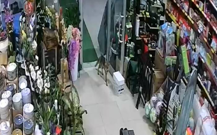 Aç Kalan Tilki Japon Pazarına Girdi