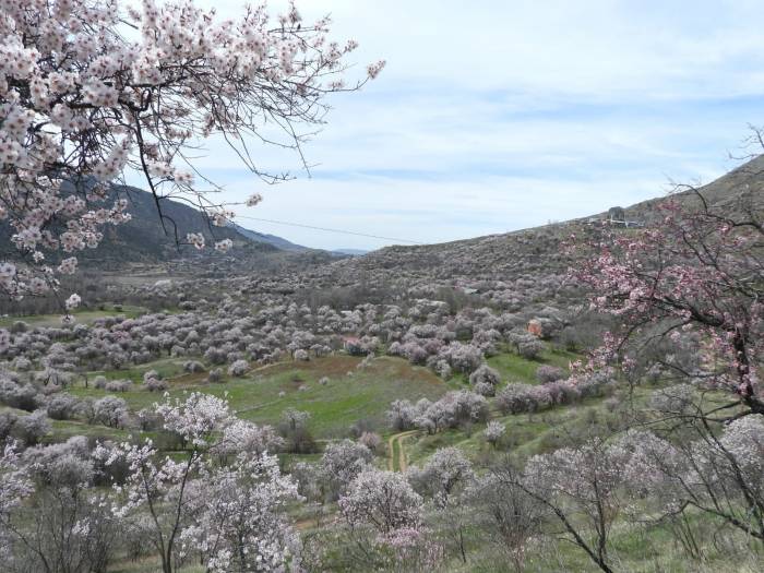 İspir’de Bademler Çiçek Açtı