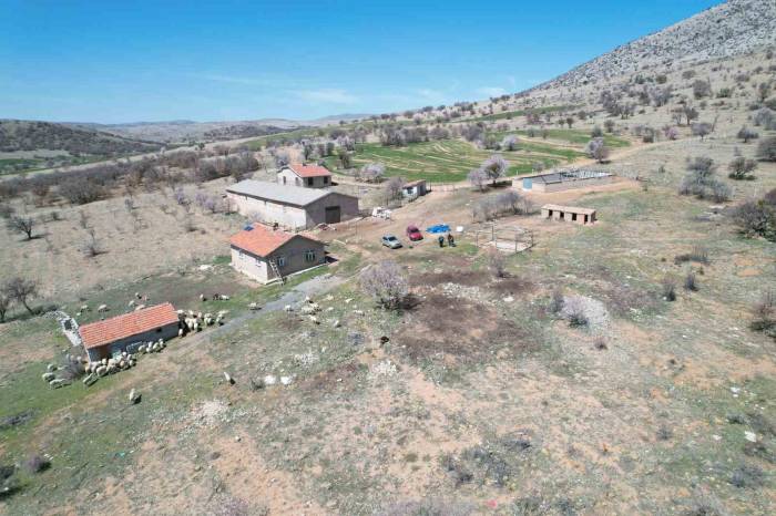 Kayıp Koyunları Dron İle Buldular