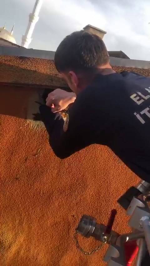 Duvardaki Deliğe Sıkışan Ebabil Kuşunu İtfaiye Ekibi Kurtardı