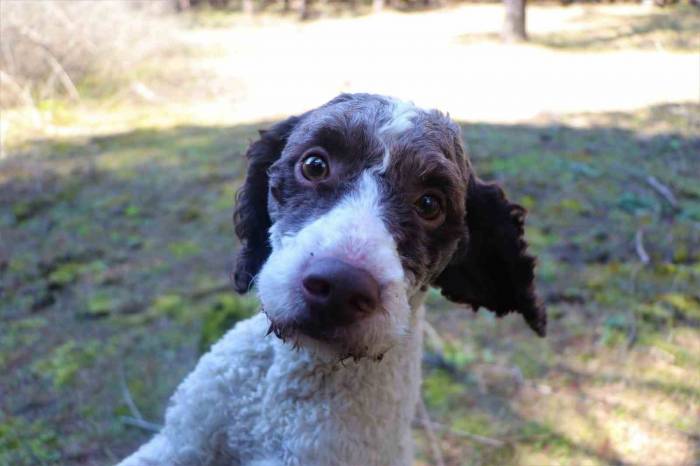 Trüf Mantarı Avcısı ‘Radar’ Kayboldu