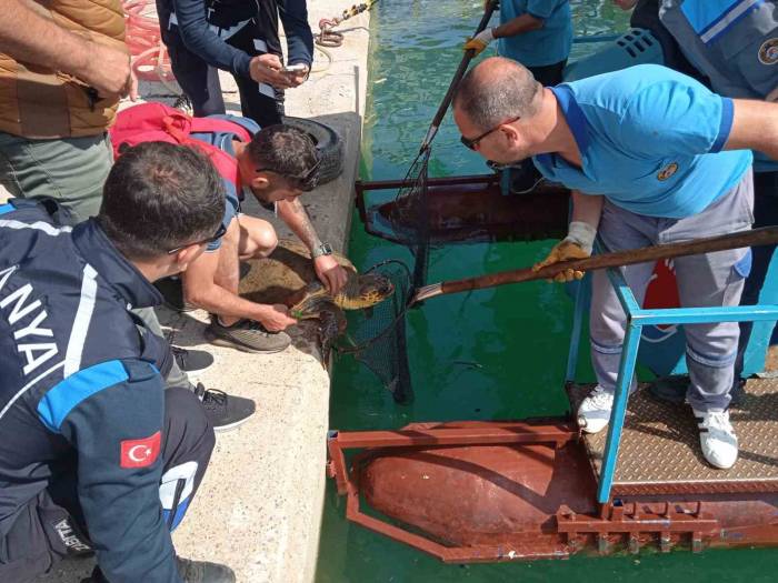 Misinaya Dolanan Caretta İçin Seferber Oldular