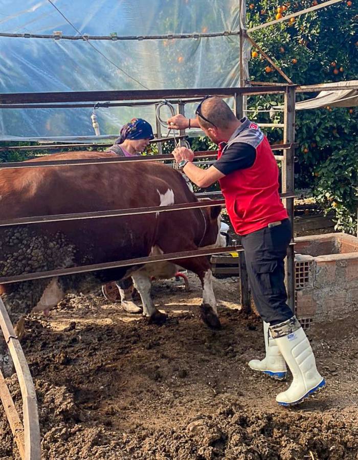 Ekşiliyurt’ta Büyükbaş Hayvanlar Şap Aşısıyla Koruma Altında