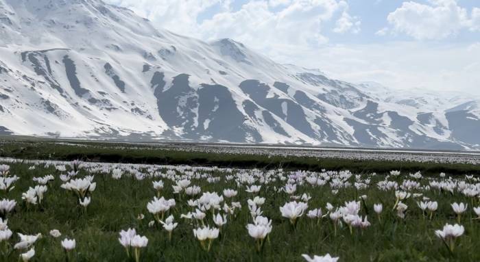 Yüksekova’da Kardelen Ve Çiğdemler Çiçek Açtı