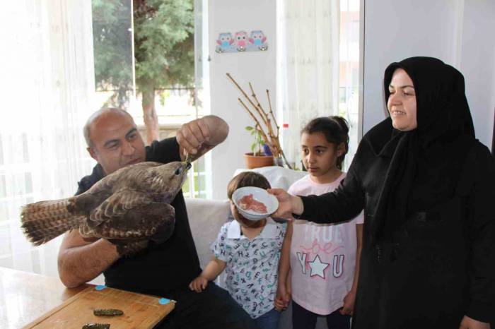 Bayram Misafiri Yaralı Şahini Et Ve Yaprak Sarmasıyla Besliyorlar