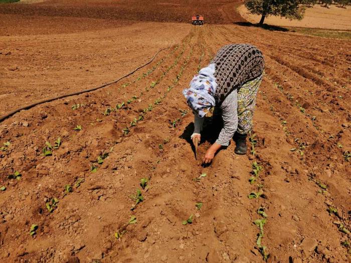 Salihli’de Tütün Dikimi Başladı