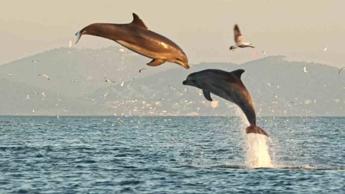 İstanbul’da Yunusların Coşkusu Kameraya Yansıdı