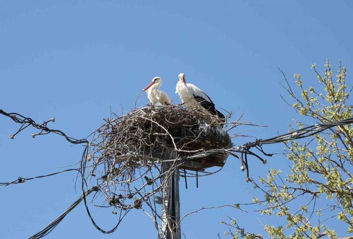 Büyükçekmece’de 20 Yıldır Aynı Yere Yuva Yapan Leylekler Bu Yıl Da Gelerek Yuva Yaptı