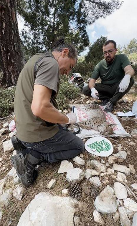 Antalya’da Yakalanan Balkan Vaşağı Gps İle Takip Edilecek