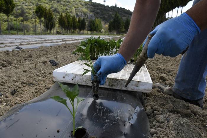 Adabahçe’de Yaz Sezonu Hazırlıkları Başladı
