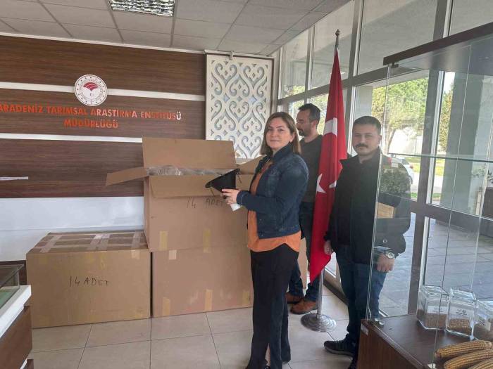 Samsun’da ‘Kahverengi Kokarca’ İle Mücadele: 250 Tuzak Dağıtıldı