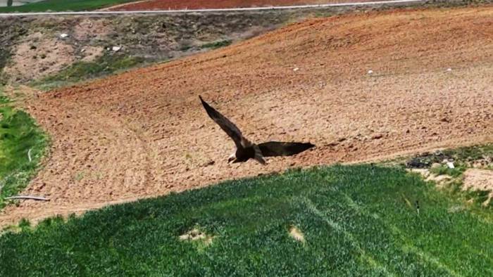 Kırıkkale’de Ortaya Çıktı, "Dron" İle Görüntülendi: Kızıl Tuygun Çiftçilerin Dostu Oldu