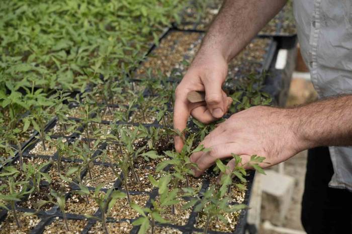Gümüşhaneli Ziraat Mühendisi, 100 Yıllık Tohumlarla ‘Osmanlı Domatesi’ Fidesi Üretiyor