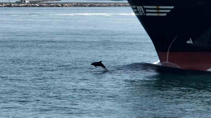 Yunusların Gemiyle Yarışı