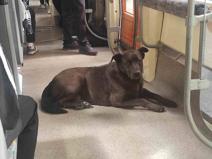 Köpeğin Tramvayla Seyahati İlgi Çekti