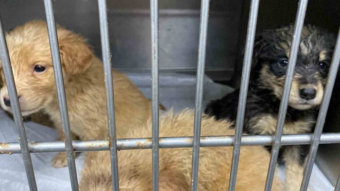 Hamile Köpeği Silahla Vurdular, Acı İçinde Yavrularını Doğurdu