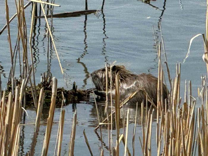 Ağrı Dağı Eteklerinde Su Maymunları Görüntülendi