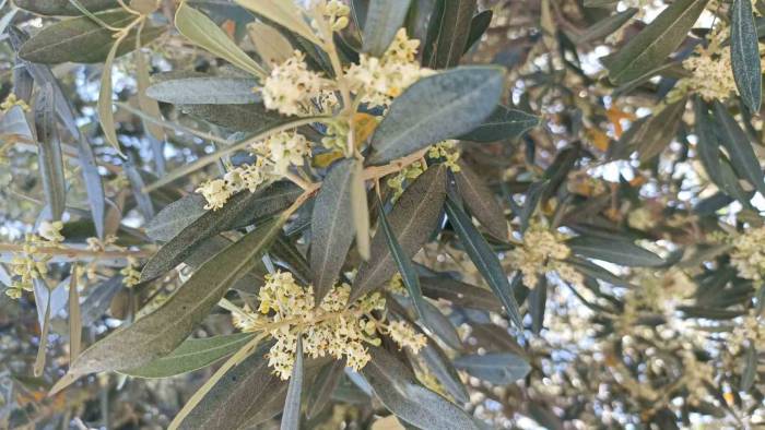 Zeytinde Pamuklu Bit Zararlısı Uyarısı