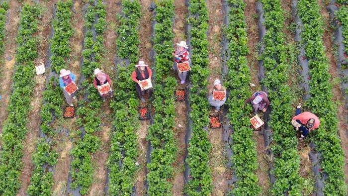 Enkaz Kentte Yüz Güldüren Çilek Hasadı: Tarladan 70 Tl’den Alıcı Buluyor