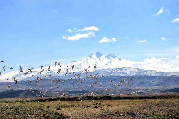 Kayseri’nin Doğal Kuş Cenneti Baharı Müjdeliyor
