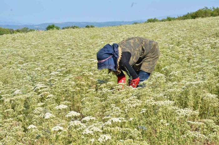 Dünyanın Kekik İhtiyacı Denizli’den Karşılanıyor