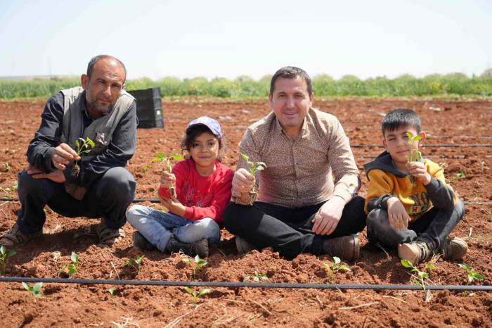 Kilis’te Biber Fideleri Çocukların Elleriyle Toprakla Buluştu