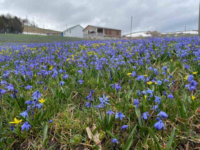 Kadıralak’ta Soldular, Honefter De Açtılar