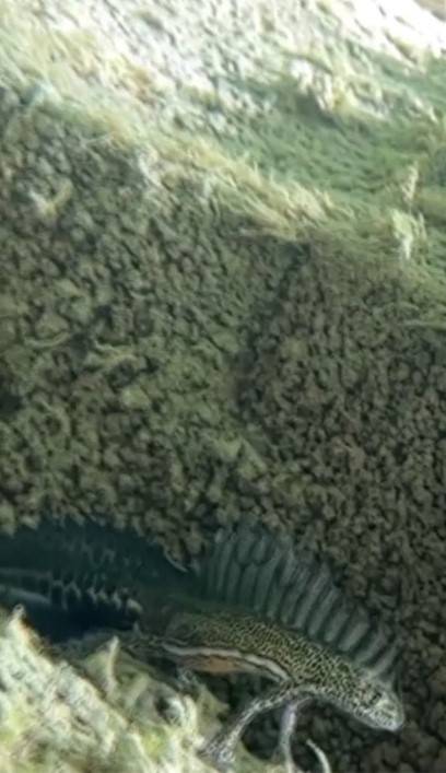 Sinop’ta Kuzey Şeritli Semenderi Görüntülendi