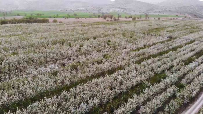 Yozgat’ta Baharın Gelmesiyle Çiçek Açan Binlerce Meyve Ağacı Havadan Görüntülendi