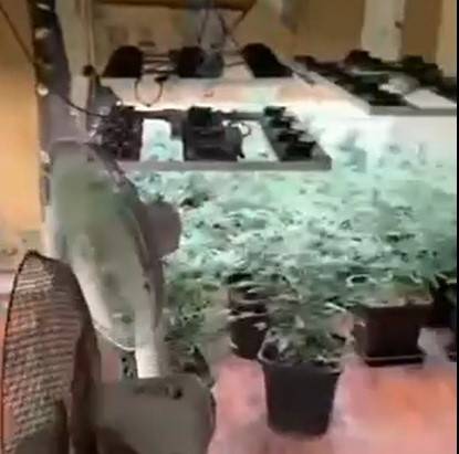 Evde “Zehir” Serası