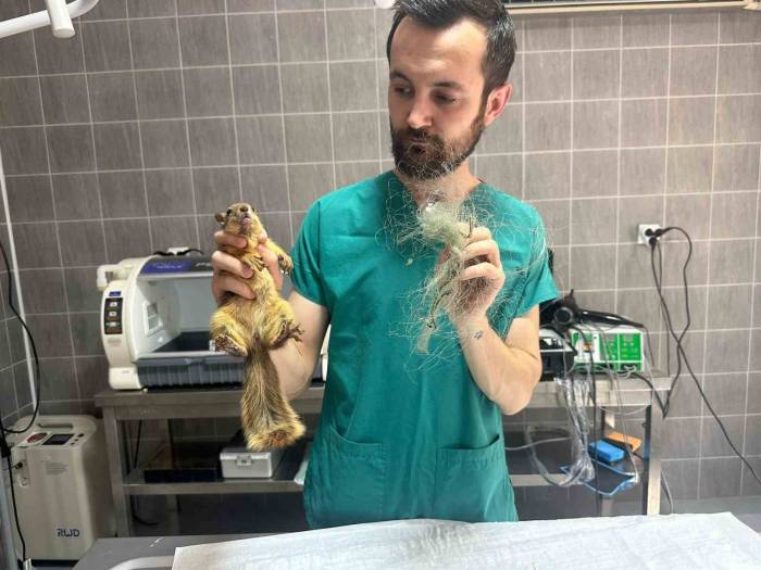 Balık Filesine Takılan Sincap Kurtarıldı