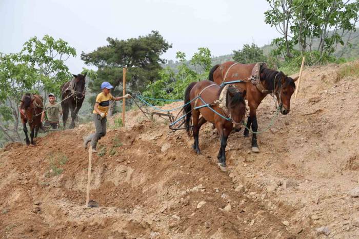 Aydın İnciri İçin Zorlu Mesai Başladı