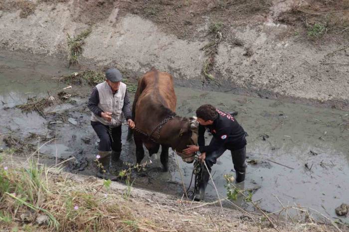 Kanala Düşen Tosunu İtfaiye Kurtardı