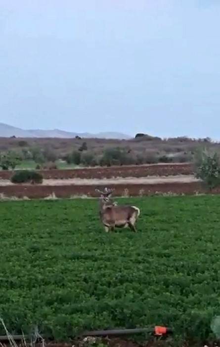Salda Gölü Kenarına Bırakılan Kızıl Geyik Yonca Ve Pancar Tarlasında Görüntülendi