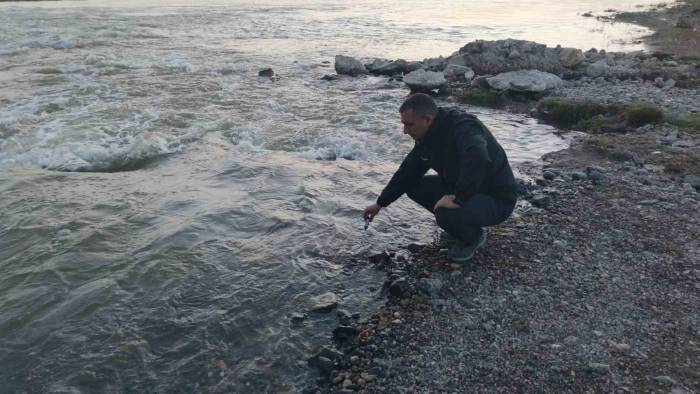 Fizyolojik Uyum Süreçlerini Tamamlayan Van Gölü’nün İncilerinin Zorlu Yolculuğu Başladı
