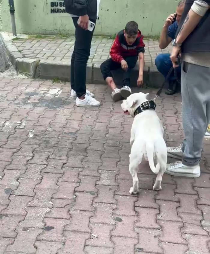 Kağıthane’de Mezarlıkta Başıboş Bir Köpek 12 Yaşındaki Çocuğu Isırdı