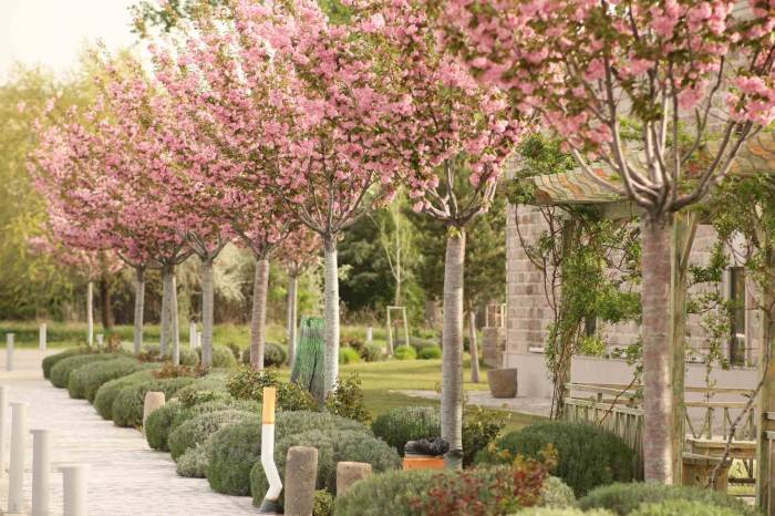 Kapadokya’daki Sakuralar Görsel Şölen Oluşturdu